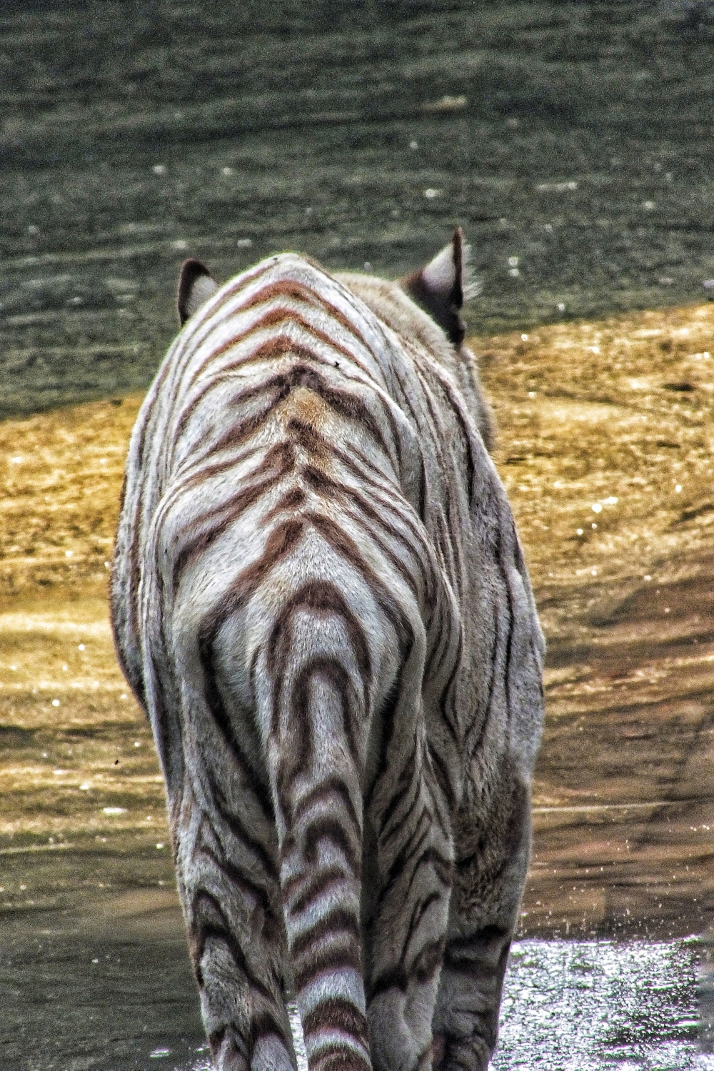 White Tiger , #tiger #nandankanan #bhubaneswar, 