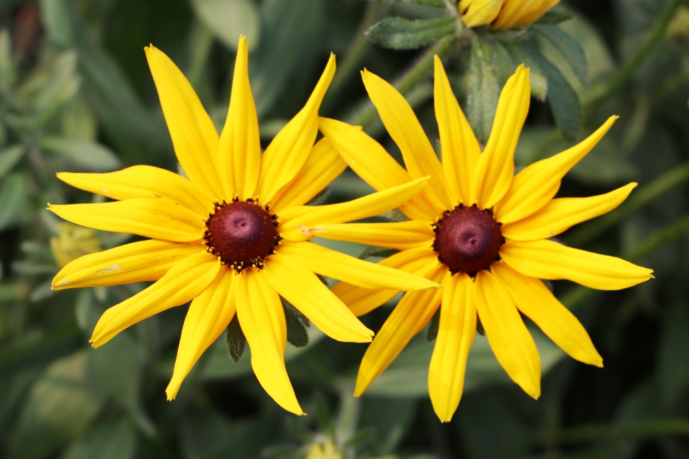 Marguerite daisy, Marguerite daisy