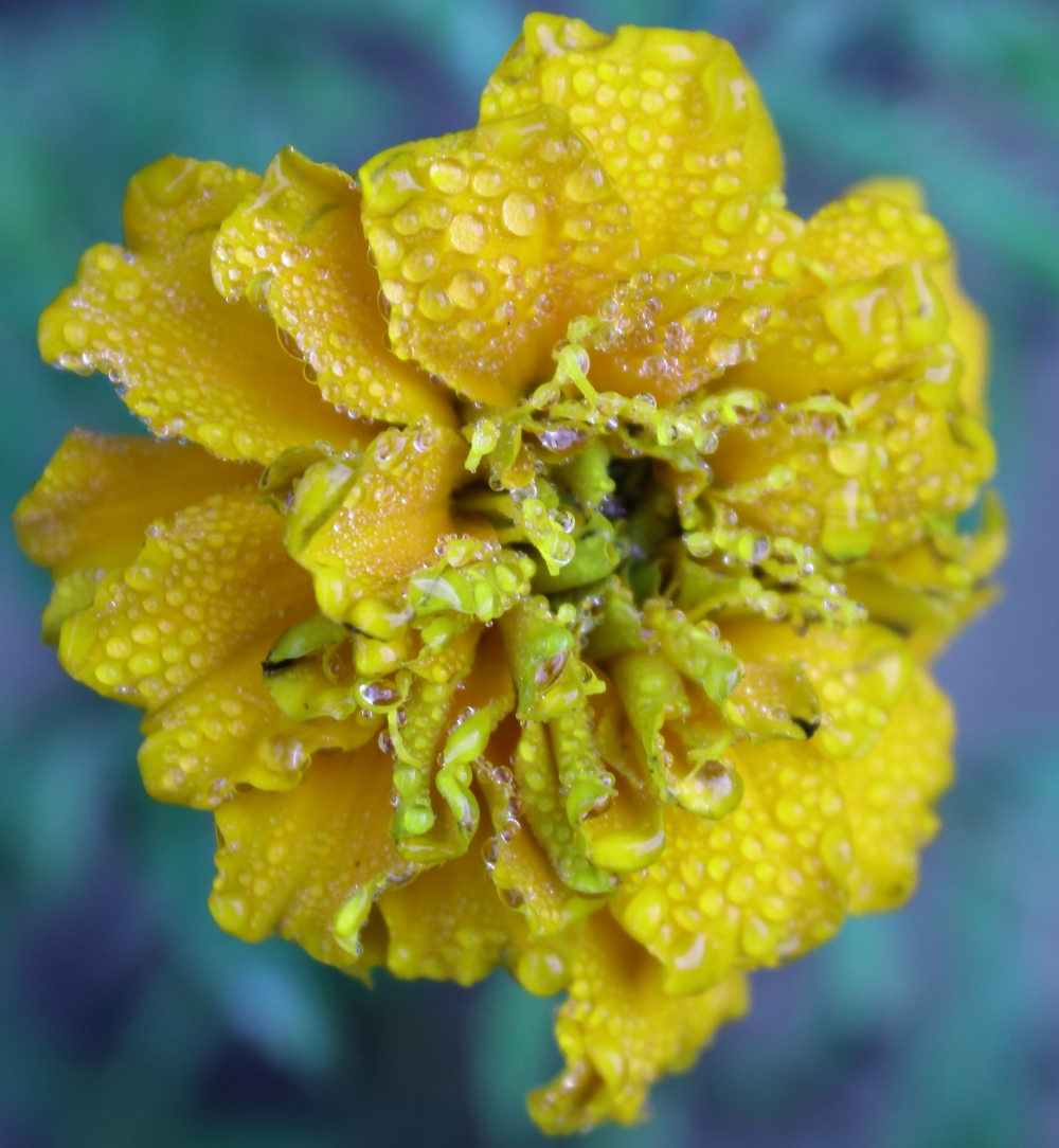 water drops on marigold flower , flower, marigold, yellow, drops, water, morning, new, fresh, PG click#flower #sunflower #beautiful #yellow #nature #photography, 