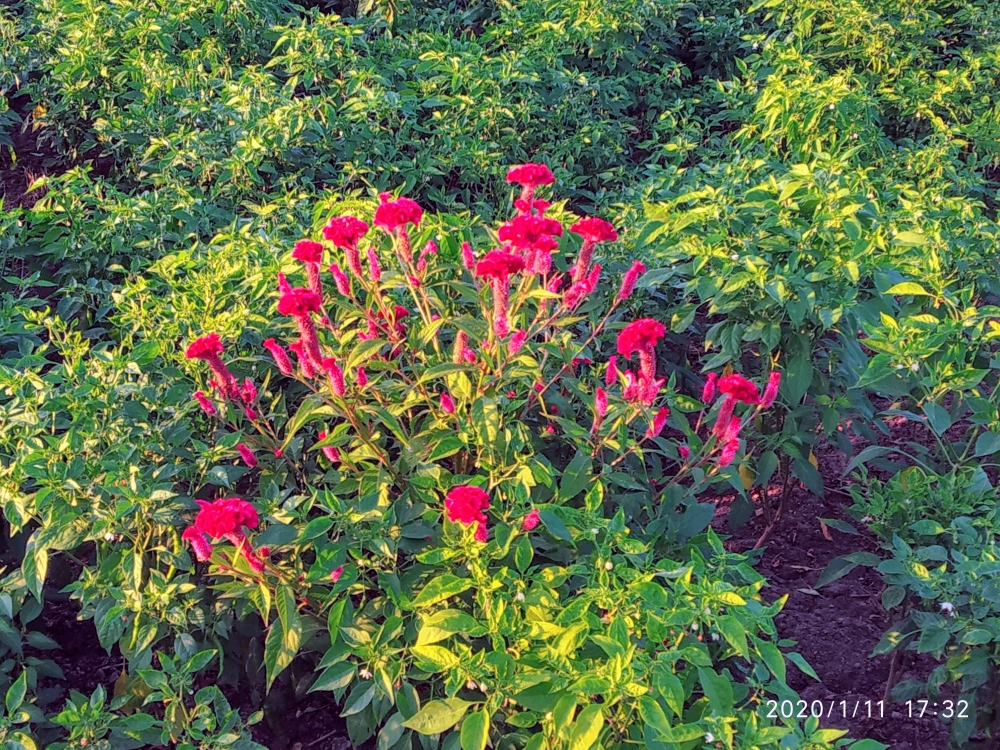 celosia cristata Cockscomb flower - velvet flower harvest, celosia cristata Cockscomb flower, velvet flower harvesting, flower, red flower, red flower, 