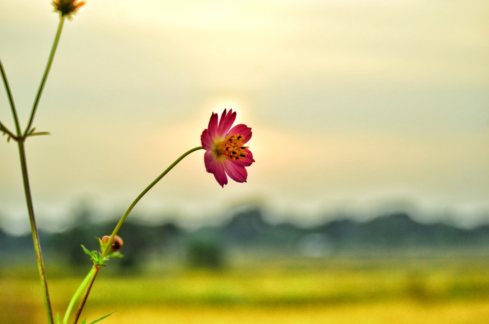 Wild cosmos flowers 4, morningrays nature forest jungle munnabaghelphotography kvnp nationalpark bastar kangervalleynationalpark jagdalpur explore landscape gochhatishgarh bastarpicture photooftheday tree green wild Hill, nature landscape background sunrays hdclicks nikongair lake reflection photos Bastar chhatishgarh sky clouds photooftheday naturephotography, summer tirathgarh waterfall waterfalls indianwaterfall  nationalpark kangervalleynationalpark Raipur CG forest HD wallpaper view kangervalley tirathgarh waterfall waterfalls jungle Bastar Chhattisgarh photosoftheday photo gallery wallpaper view kangervalley instapicture instagood viralpic, #nature #photography #love #instagood #photooftheday #travel #sky #beautiful #art #naturephotography #like #landscape #sunset #photo #picoftheday #instagram #sun #beach #life #winter #sea #fun #cute #clouds #happy #naturelovers #summer #bhfyp, #Flowers #Nature #hdclicks #photooftheday #winter #background #fullHD #landscape #wildflowers, 