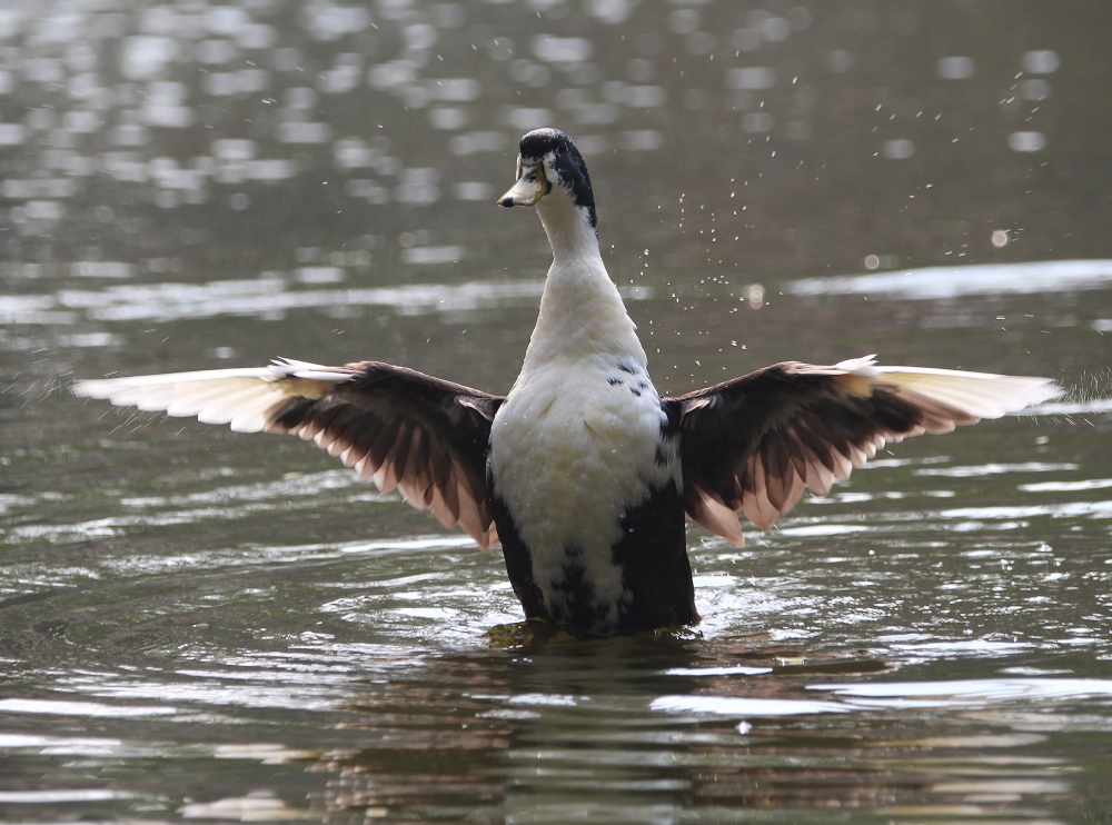 residential duck paying in water , Water,  play,  drops,  ducks,  nature,  beautiful,  colourful,  pond