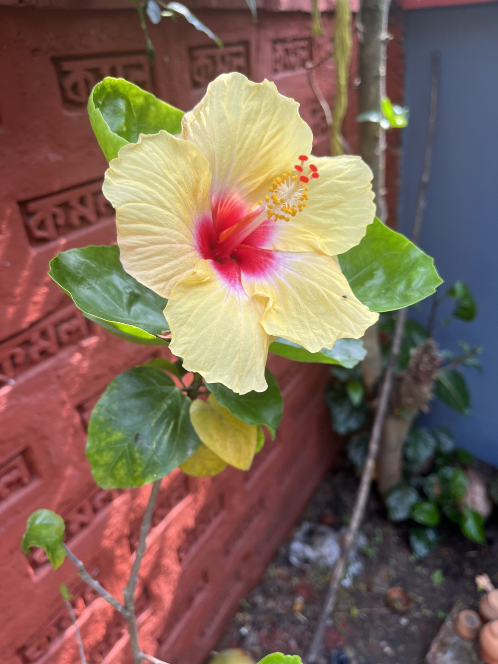 Flower , #flower #rose #natural #beautiful #water_drop  #mobile_photography, 