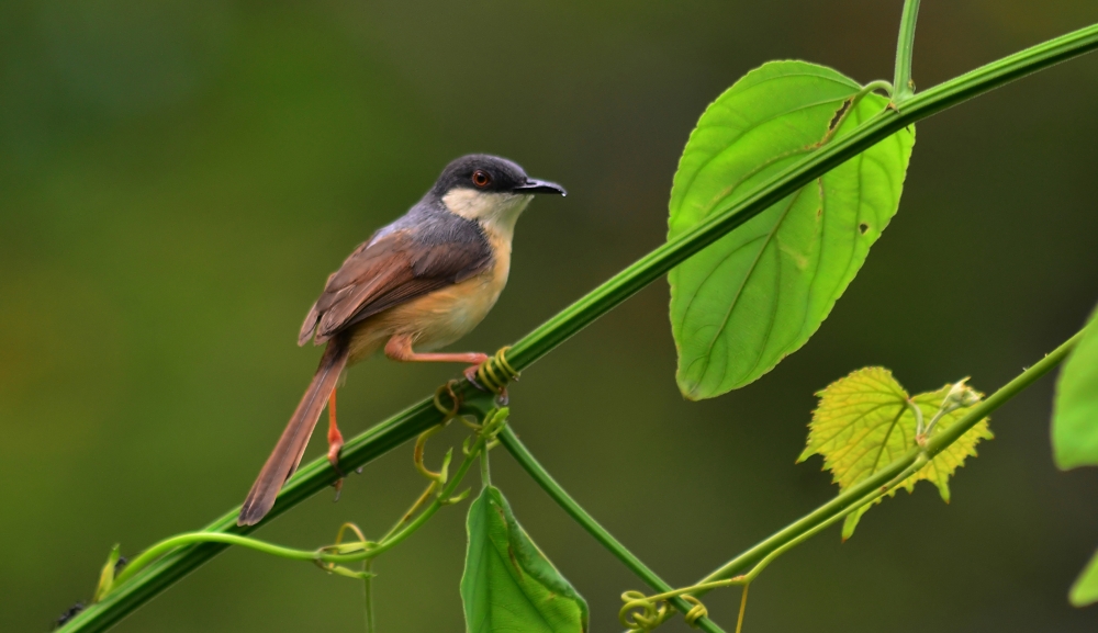 Lonly, #pgclick, #nature, #wildlife #bird, 