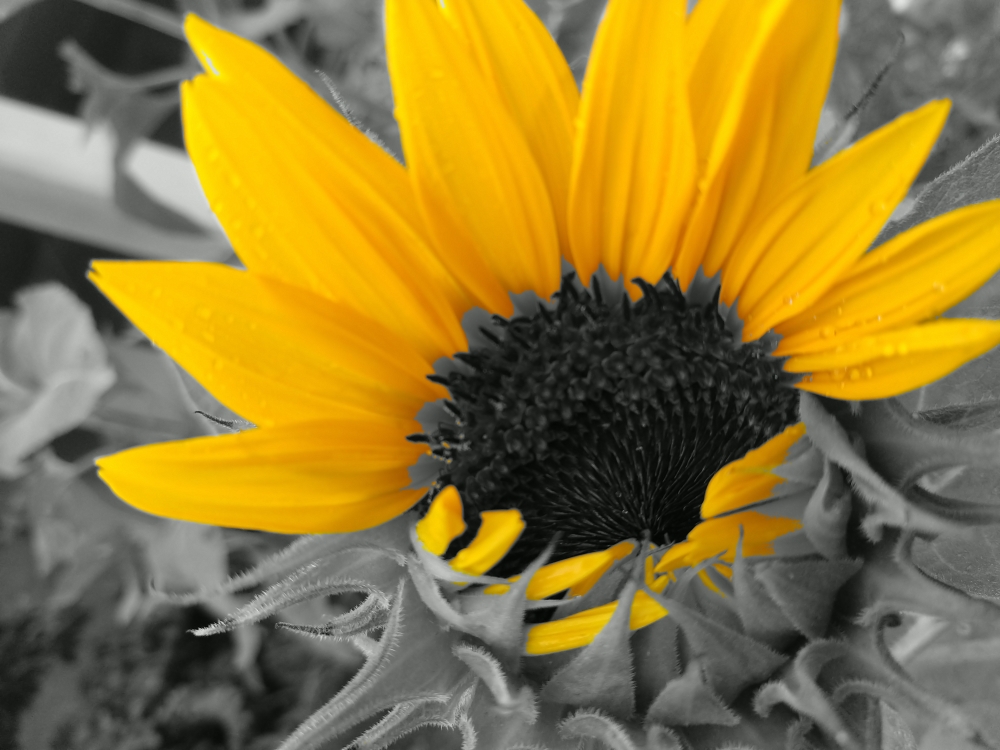 Sunflower, #flower #sunflower #beautiful #yellow #nature #photography, 