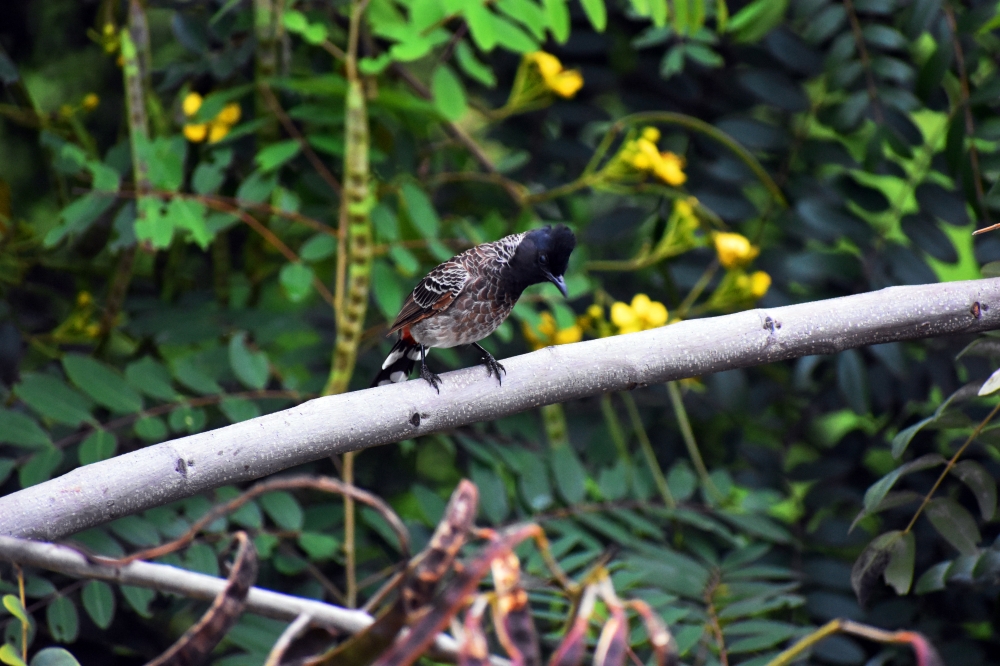 Red Vented Bulbul , red-vented bulbul, pycnonotus cafer, avian, animal, wildlife, india, tamilnadu, bulbul, bird, wildlife, animal, outdoors, wild, feather, wing, little, environment, songbird, branch, natural, forest, red, green, black bird, crown, color, wallpaper, green wallpaper, red bulbul, beautiful bulbul, indian bulbul, bulbul beauty, bulbul bird