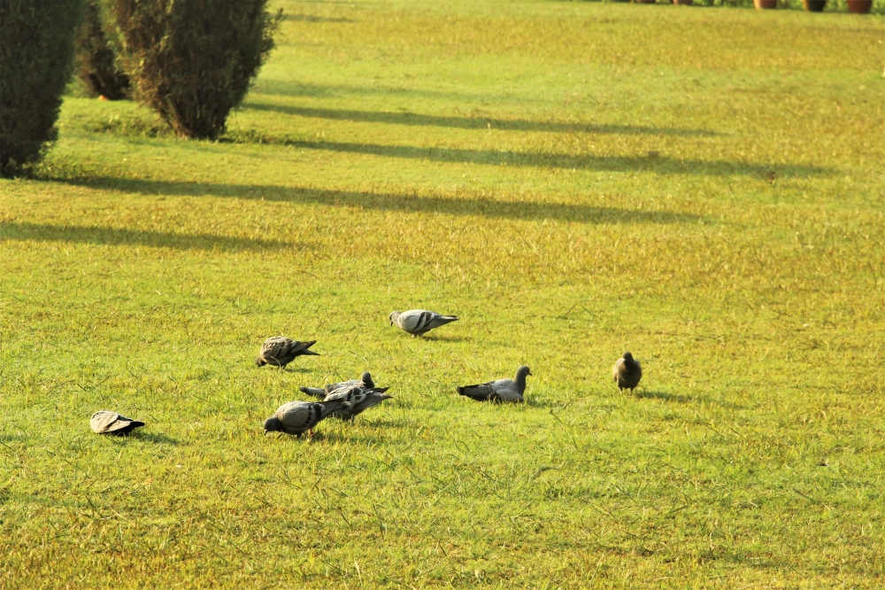 Pigeons in the yard, Pigeons, grass, morning, attractive, soothing
