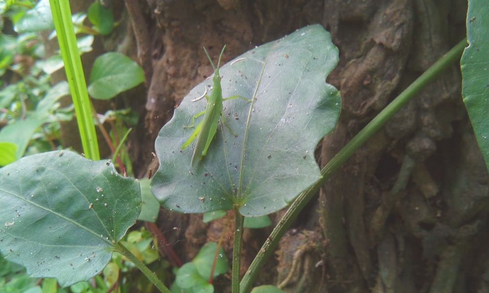 green grass-hopper, grass-hopper,grasshoper,photography,mobile photography,macro photography, mobile click,pgclick
