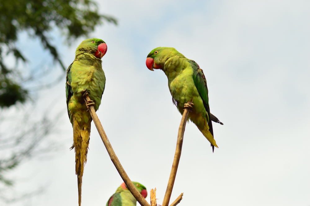 ALEXANDRINE Parakeet   , ALEXANDRINE Parakeet   cropped image #Bastar #chhatisgarh #bastar #Nikon  #Indianbirds  #nationalpark  #Alexanderparrot #wildlife #munna_baghelphotography