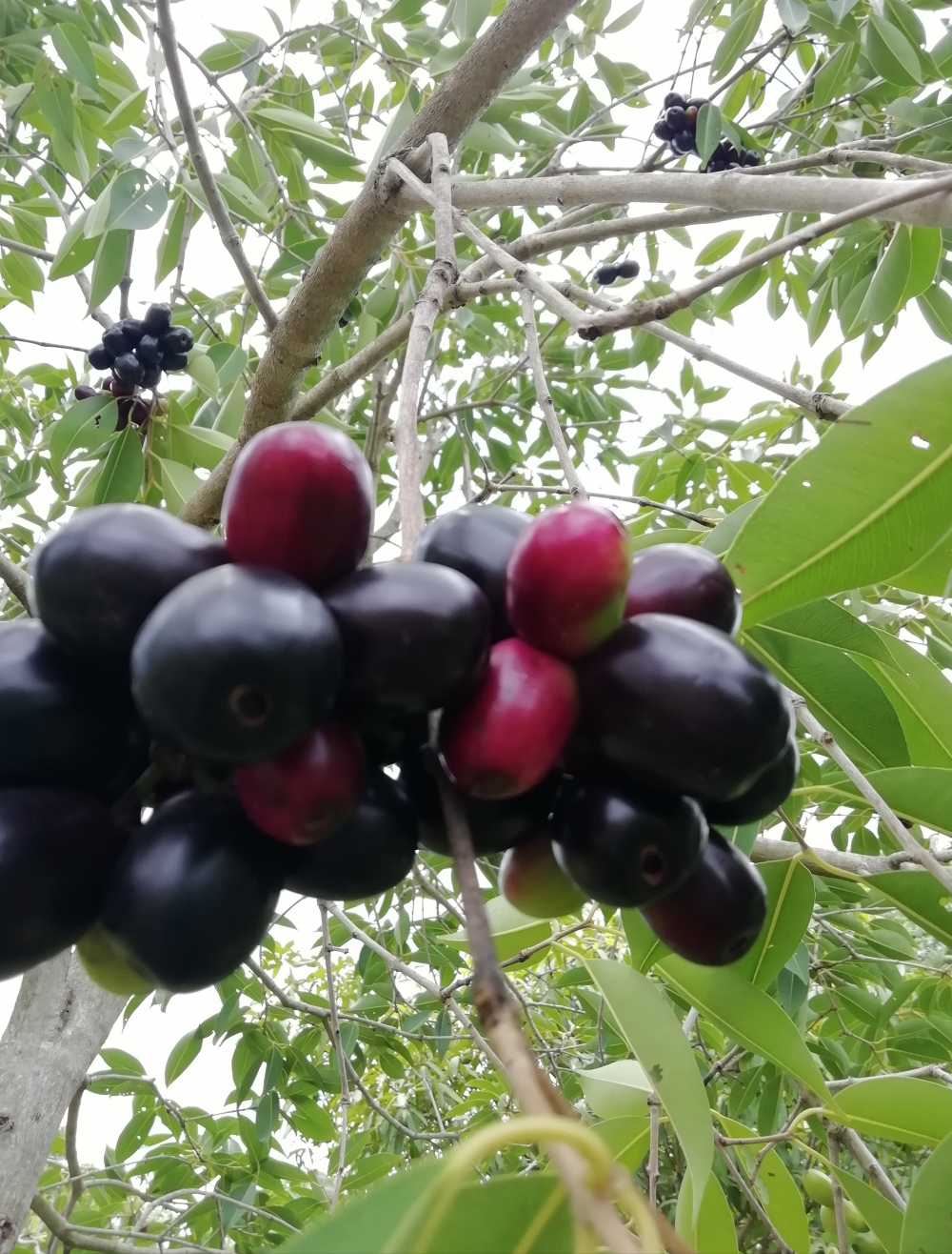 Jamun fruits, Bunches of jamun
