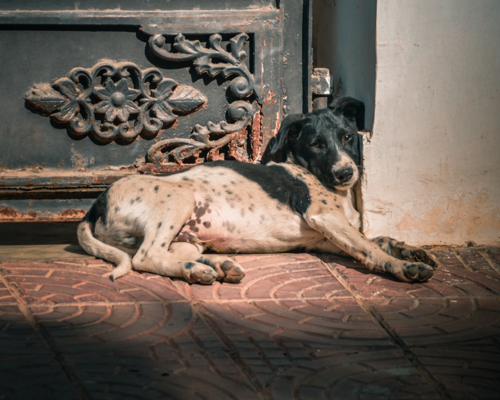 Cute Puppy, puppy, Cute puppy, sunbask, love, cute, dog, Animal, Photography, Pgclik,