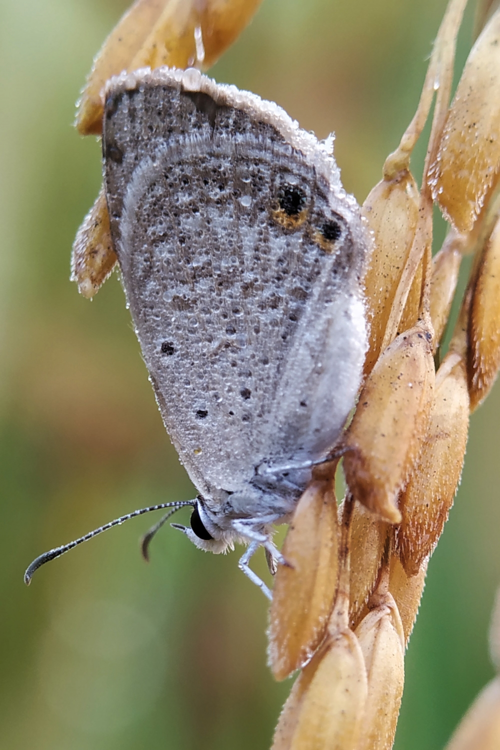 Morning Beauty, Macro photography, #flower #rose #natural #beautiful #water_drop  #mobile_photography, #beautiful #water_drop  #mobile_photography, #Nature #background #wallpaper #hdclicks #fullHD#fksayyad @f.k.sayyad, #butterfly#leaf#green, #Macroshoot #Macro #Naturalbeauty