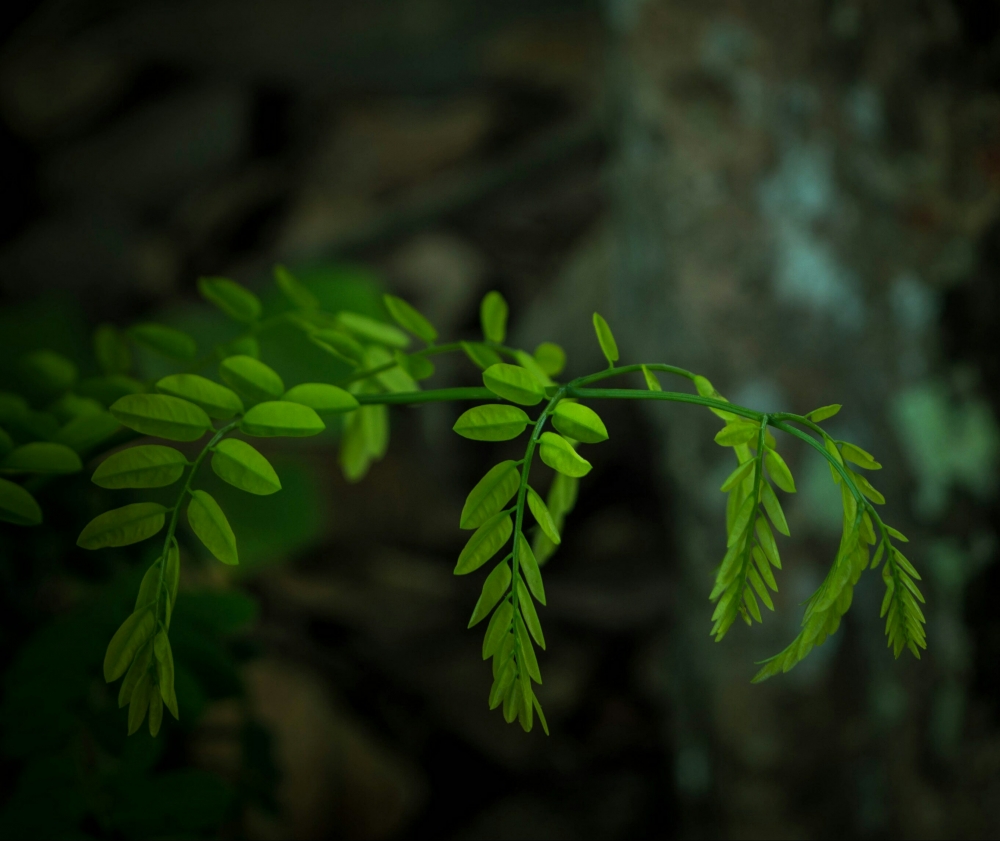 Green leafs, Green leafs