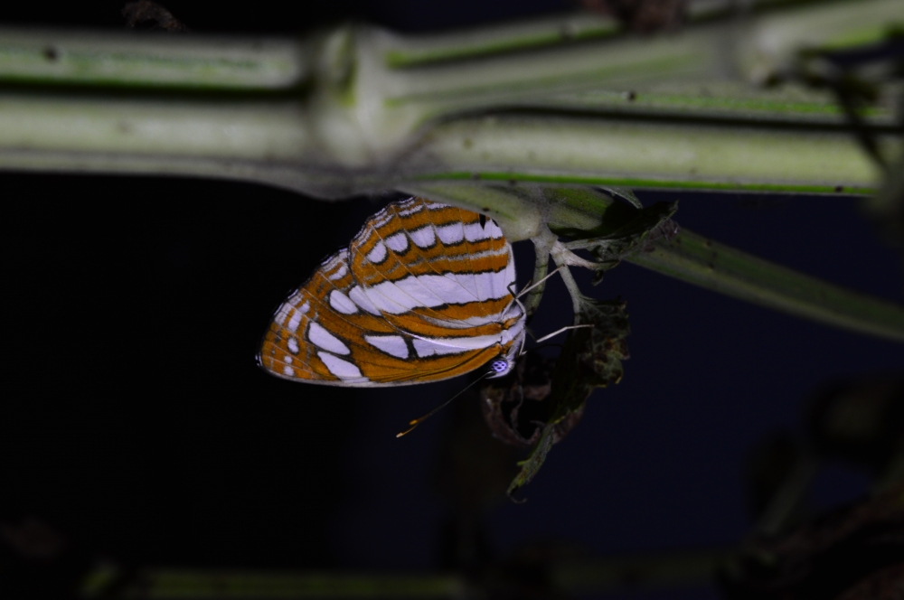 butterfly 5, #wildlife #animal #butterfly 