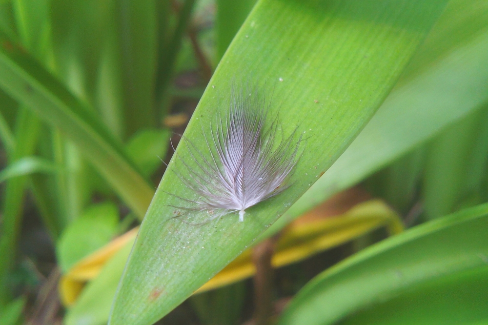 Feather on leaf, Feather, Feather on leaf, green,leaf