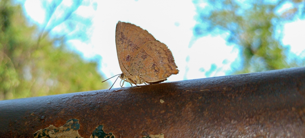 Oriental Chocolate Pansy, Oriental Chocolate Pansy, butterfly, Nature background wallpaper hdclicks fullHD landscape limestonecaves wild bastar chhatishgarh kangervalleynationalpark kvnp, morningrays nature forest jungle munnabaghelphotography kvnp nationalpark bastar kangervalleynationalpark jagdalpur explore landscape gochhatishgarh bastarpicture photooftheday tree green wild Hill, summer tirathgarh waterfall waterfalls indianwaterfall  nationalpark kangervalleynationalpark Raipur CG forest HD wallpaper view kangervalley tirathgarh waterfall waterfalls jungle Bastar Chhattisgarh photosoftheday photo gallery wallpaper view kangervalley instapicture instagood viralpic, #nature #photography #love #instagood #photooftheday #travel #sky #beautiful #art #naturephotography #like #landscape #sunset #photo #picoftheday #instagram #sun #beach #life #winter #sea #fun #cute #clouds #happy #naturelovers #summer #bhfyp, 