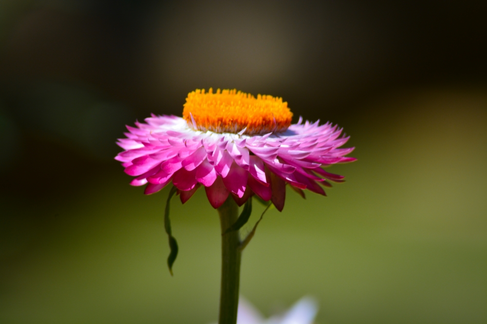 C0L0UR FULL NATURE, ARAVIND