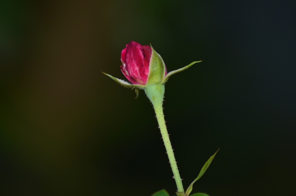 Rose Bud, Background, Texture, blurred background, Nature, rose flower, rose bud, Bud, wallpaper, Macro photography, Macro, Close up, 