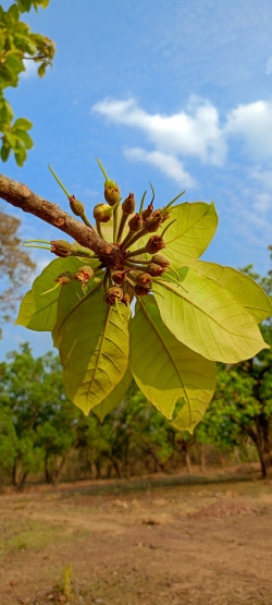 mahua flower 