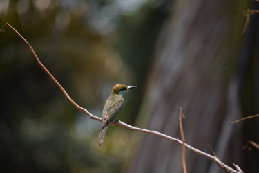 Green bee eater 