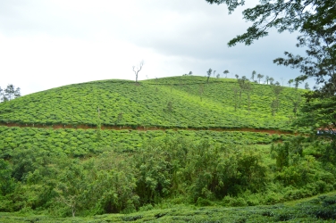 Tea Garden 