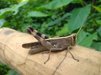 Grasshopper 