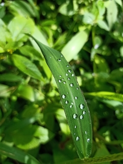 Water drop on grass,water drop,drop,water,grass,green,green grass,nature, natural,rain,rain drop,