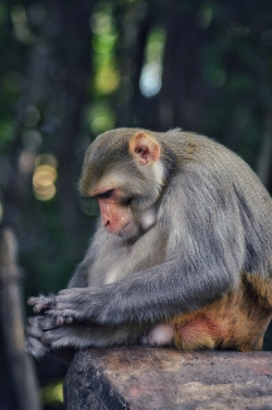Monkey,   This picture is taken in Bastar district of Chhattisgarh.