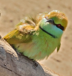 Potrait of a Green bee eater