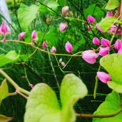 Pink flower inside green leaves