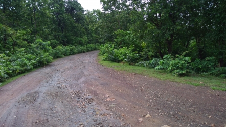 jungle road, road#jungle