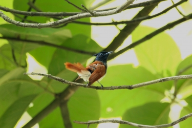 Asian Paradise flycatcher