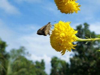 Butterfly in the flower 
