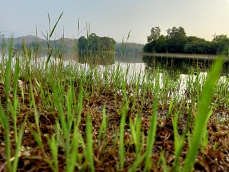 Grass, reservoir,kerala,dam, irrigation, kseb