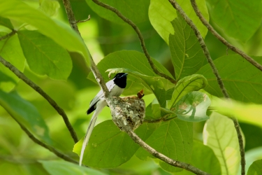Asian Paradise flycatcher