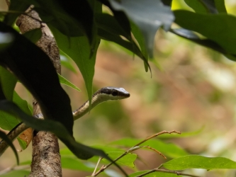 Tree snake