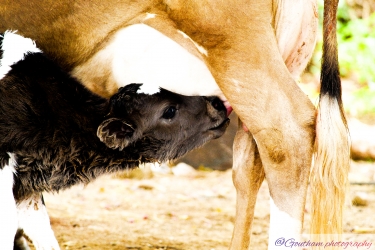 Calf with cow