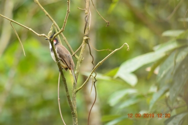 Bird, trees, tree, bird sitting on tree, nature, 