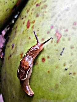 Snail on the coconut 