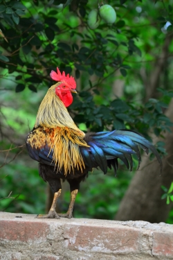 Murga, Cock, chicken, Hen