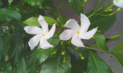 white flower 