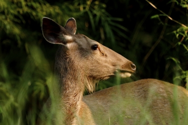Close-up of a Female Sambar Deer