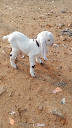 Baby goat