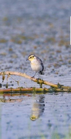 Yellow Wagtail 