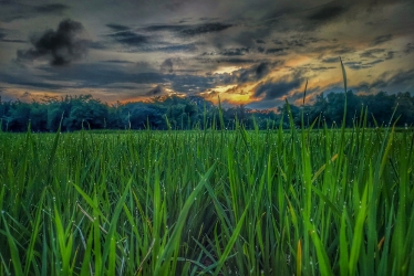 Rice Plant in evening time