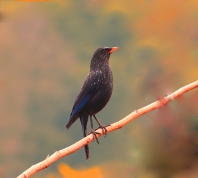whistling thrush wild bird