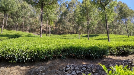 Tea Plant at Munnar Hills