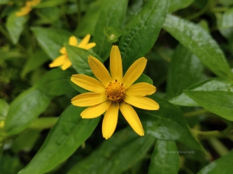 Beautiful flower 🌺, #flower#natural #beautiful #water_drop  #mobile_photography, 