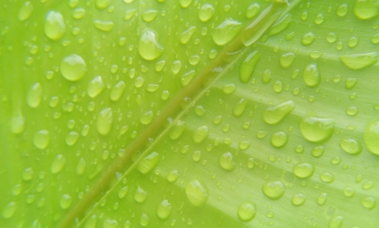Raindrop on banana leaf 