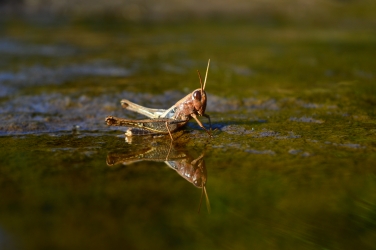 grasshopper 